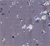 White light image of graphene
